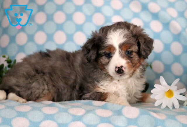 Jax Mini Aussiedoodle2 image