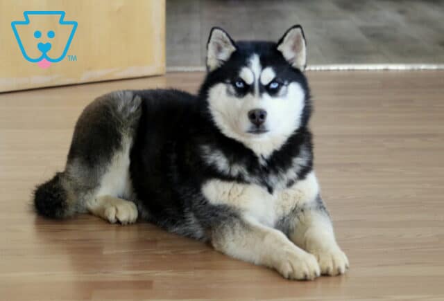 Jayla Husky2 image