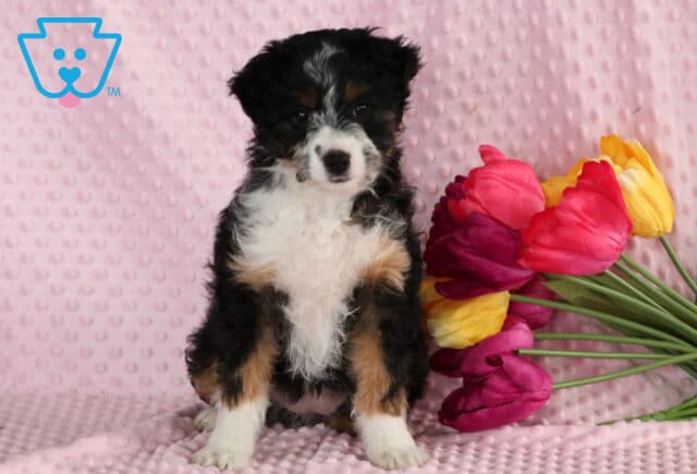 Jayla Mini Aussie Retake image