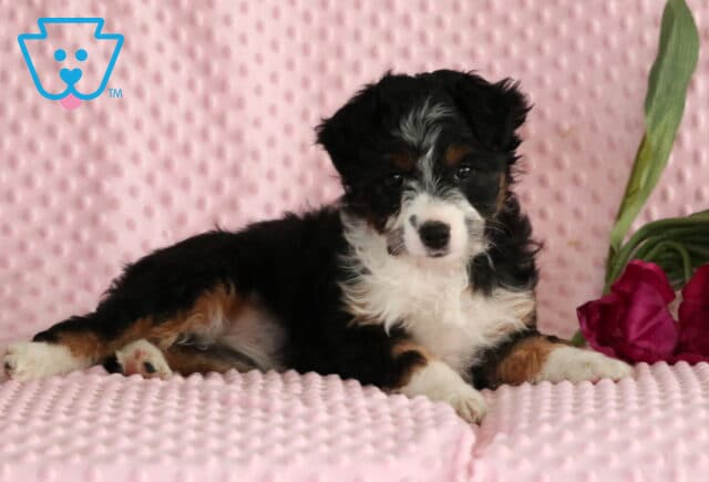 Jayla Mini Aussie Retake2 image