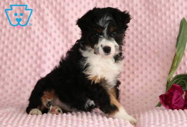 Jayla Mini Aussie Retake3 image