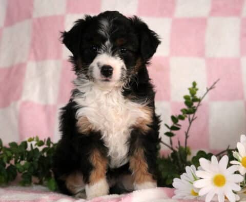 Jayla Mini Aussiedoodle