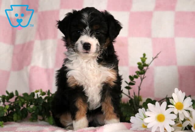 Jayla Mini Aussiedoodle image