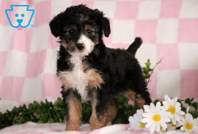 Jenna Mini Aussiedoodle image