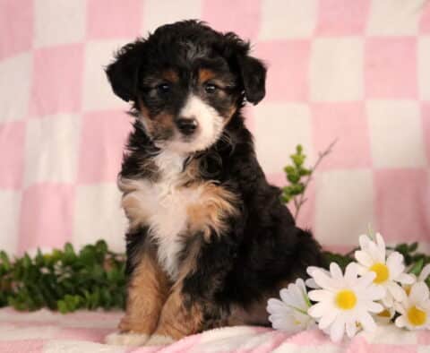 Jenna Mini Aussiedoodle2