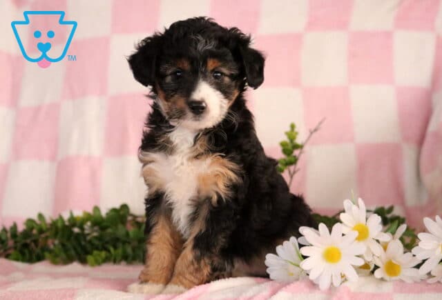 Jenna Mini Aussiedoodle2 image