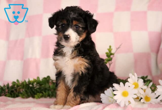 Jenna Mini Aussiedoodle3 image
