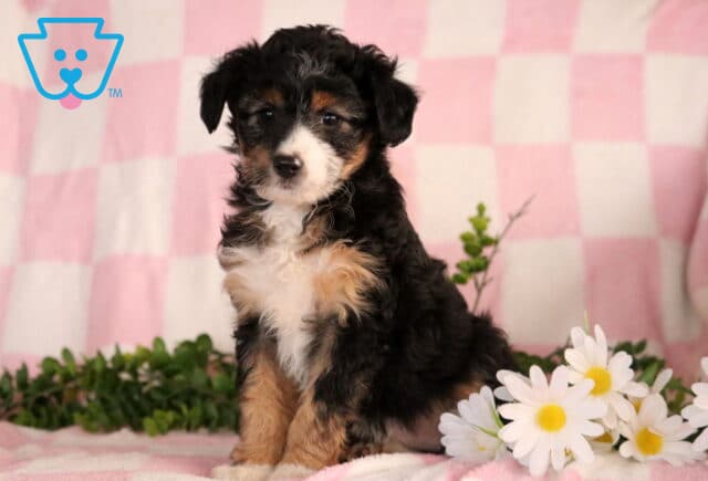 Jenna Mini Aussiedoodle4 image
