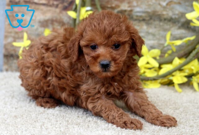 Kat Mini poodle image