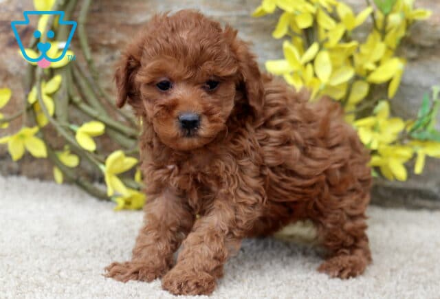Kat Mini poodle2 image