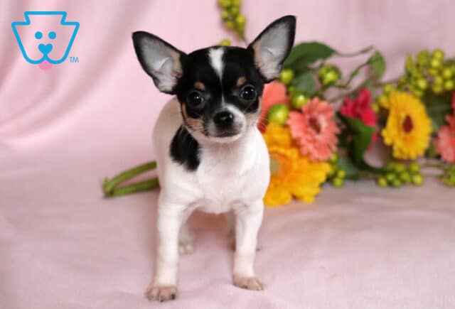 Kenya Chihuahua image