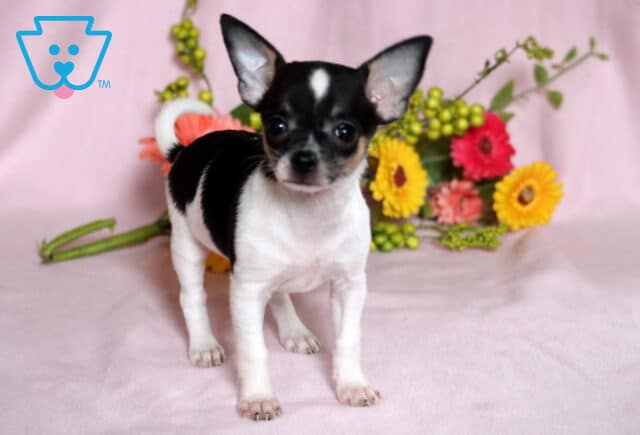 Khloe Chihuahua image