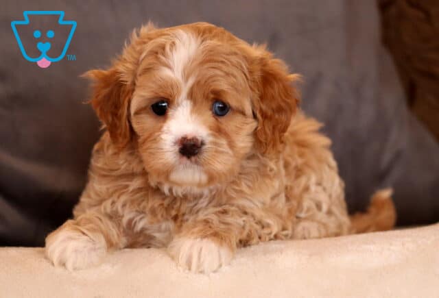 Kiwi Cavapoo2 image