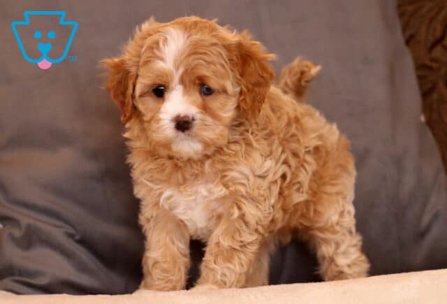 Kiwi Cavapoo3 image