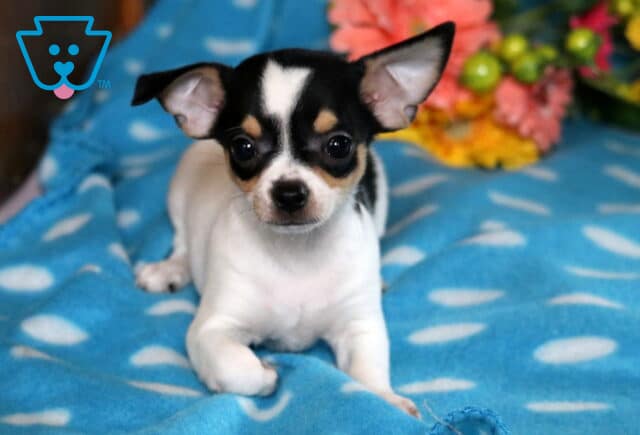 Kobe Chihuahua image