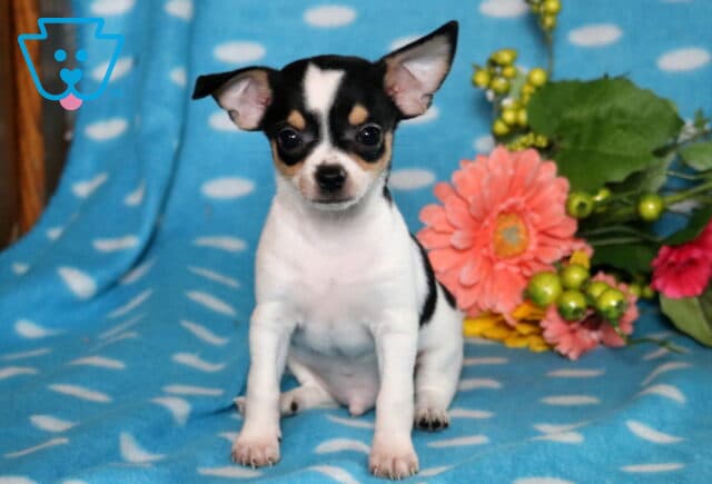 Kobe Chihuahua2 image