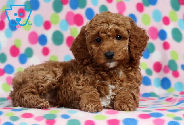 Lady Mini Poodle image