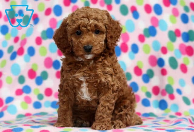 Lady Mini Poodle2 image