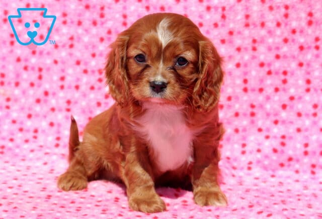 Leo Cavalier image
