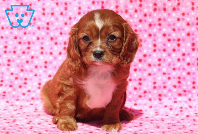 Leo Cavalier2 image