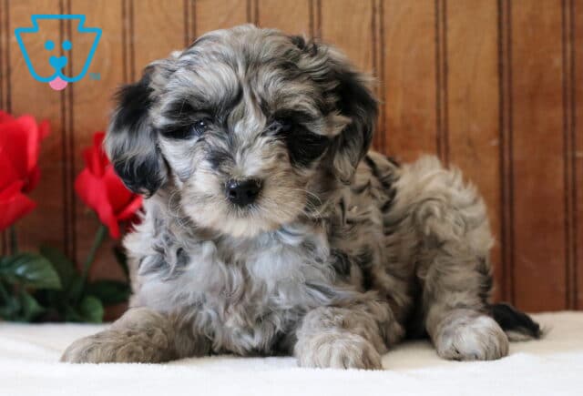Libby Mini Goldendoodle image