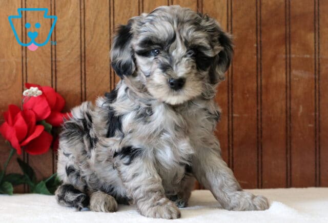 Libby Mini Goldendoodle2 image
