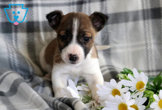Lilo Jack Russell image