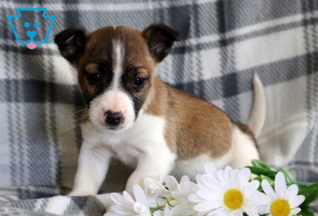 Lilo Jack Russell2 image