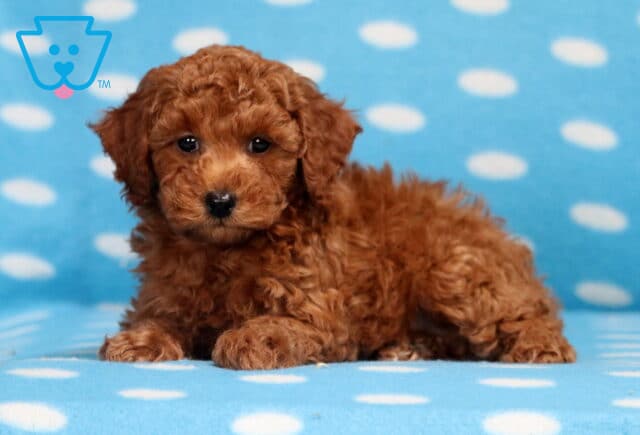 Lilo Mini Poodle image