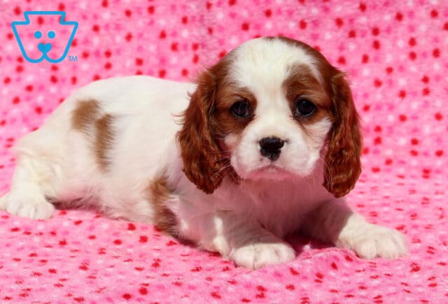 Lola Cavalier image