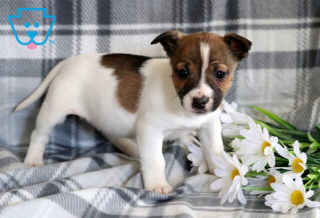 Lola Jack Russell image