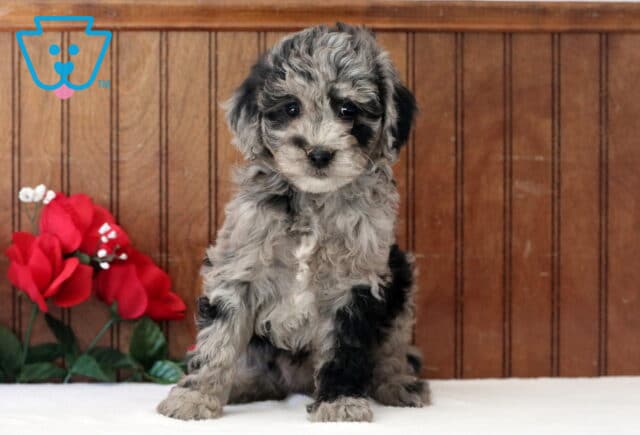 Lola Mini Goldendoodle image