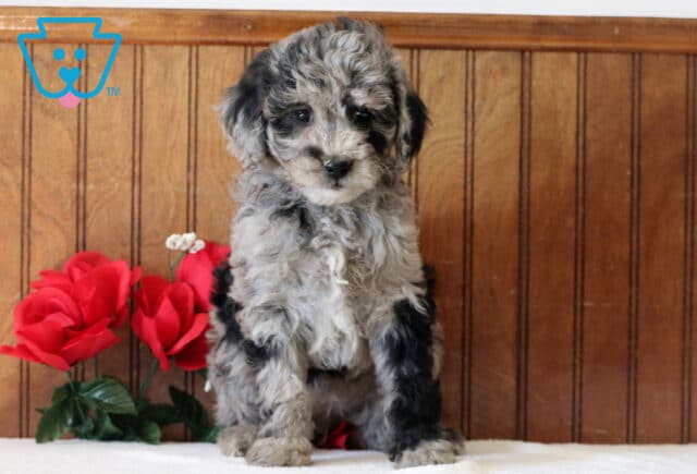 Lola Mini Goldendoodle3 image