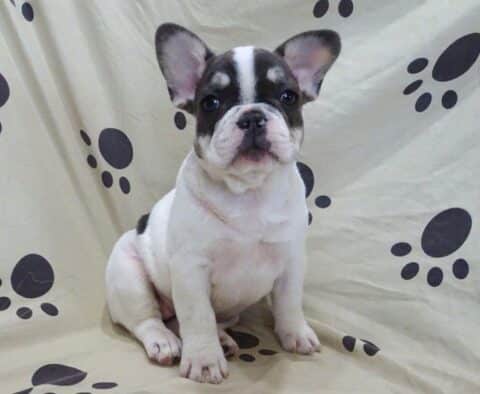 Lovey French Bulldog Retake