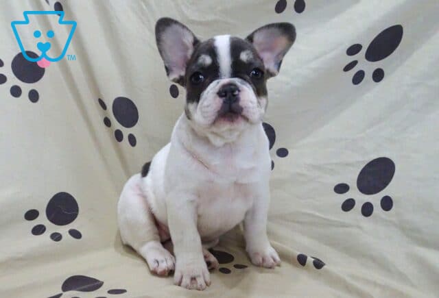 Lovey French Bulldog Retake image