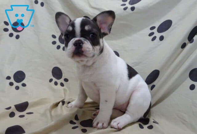 Lovey French Bulldog Retake2 image