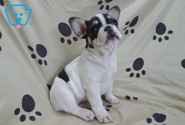 Lovey French Bulldog Retake3 image