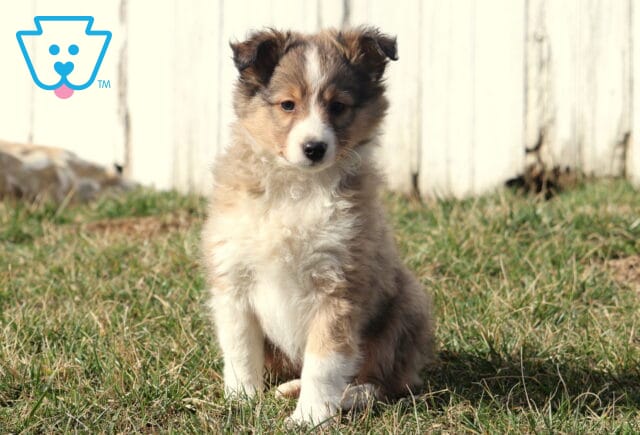Macho SHeltie image