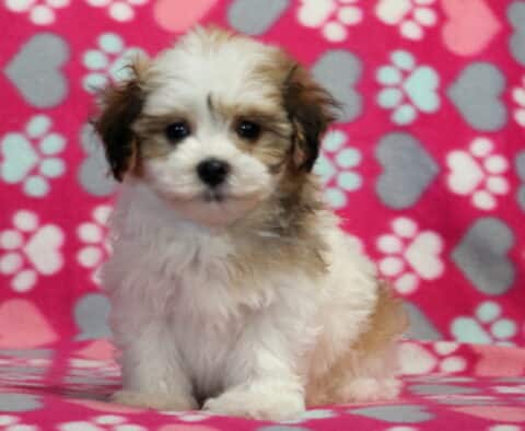 Makayla Havanese