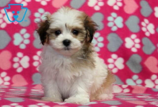 Makayla Havanese image