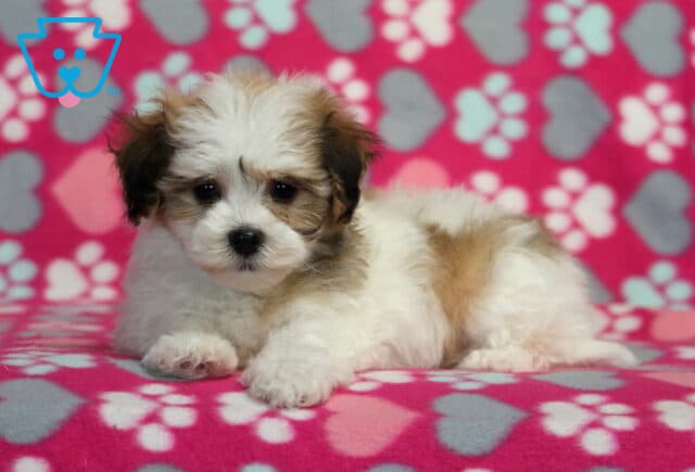 Makayla Havanese2 image
