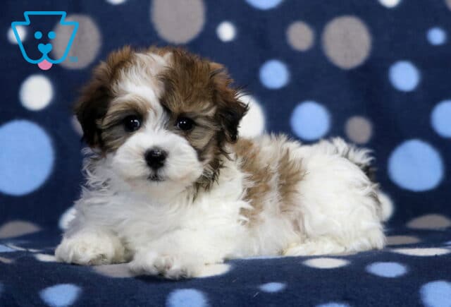 Markie Havanese image