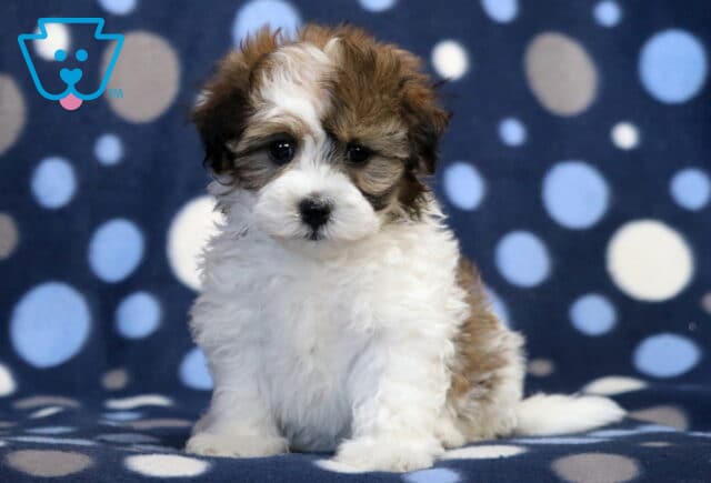 Markie Havanese2 image
