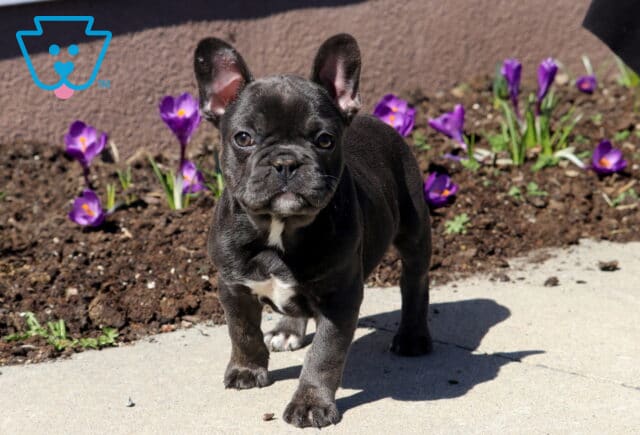 Matilda French Bulldog image