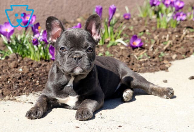 Matilda French Bulldog2 image