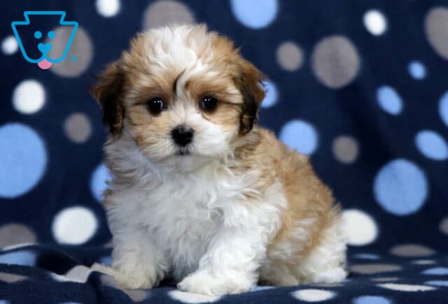 Max Havanese image