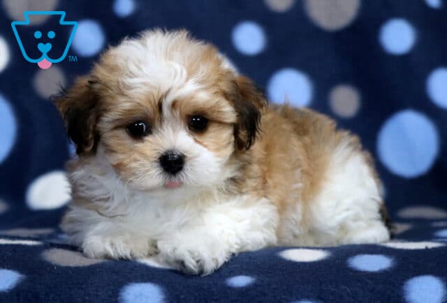 Max Havanese2 image