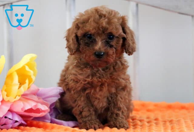 May Mini Poodle image