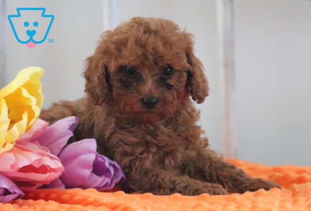 May Mini Poodle2 image