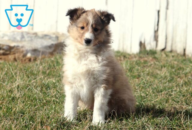 Mika Sheltie image